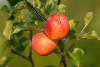 Äpfelpaar gold-gelb rote Apfelfrucht