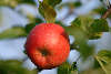 Apfel rote Frucht Foto in Grünblätter am Himmel Bioapfel Reife am Obstbaum