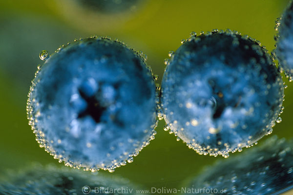 Blaubeeren Heidelbeeren mit Blasen Paar Vaccinium myrtillus Schwarzbeere Taubeere Bickbeere Griffelbeere