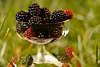 509372_ Brombeerbecher Foto in Grser, Rubus fruticosus Fruchtbecher Foto im Gartengras, Beeren Portion