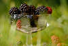 509391_Brombeeren Rubus fruticosus Becher, Fruchtbecher im Gras