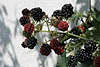 Brombeeren Strauch rot schwarz Beeren mit Strauchschatten an Wand
