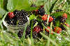 Brombeerschale Frchte Foto in Gras schwarzes Obst grne Bltter Blackberry