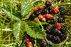 Brombeeren Schwarzfrchte Bild in Glasschale Gras am Grnblatt frisches Obst Fotografie