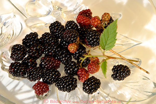 Brombeeren schwarze Frchte auf Glasteller Rubus fruticosus Blackberry