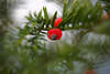 1103953_Eibe rote Beeren Fotografie in Nadeln immergrne Giftpflanze Kunstfoto leuchtendrot Frchte