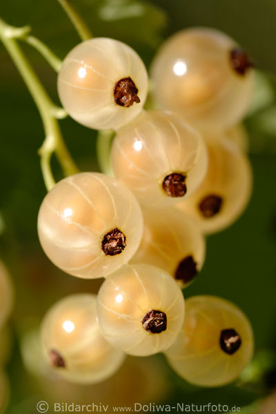 Gelbe Johannisbeeren runde Kapseln Nahfoto Ribes rubrum Steinbrechgewchs
