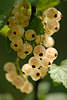 706232_ Beeren, Gelbe Johannisbeeren Gartenjohannisbeere Ribes rubrum, sweet currant foodfoto