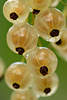 Gelbe Johannisbeeren, Ribes rubrum nass in Regen am Strauch, Gartenjohannisbeere Beerenobst Foodfoto
