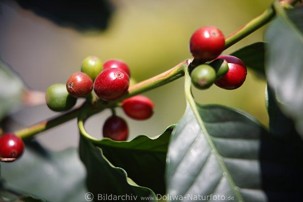 Kaffeebeeren Samen Rotfrchte Grnbltter leuchtend am Strauch