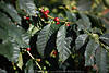 1100350_Kaffeebltter Bild Beeren Grnzweig rote Samenfrchte wachsen auf Kaffeestrauch