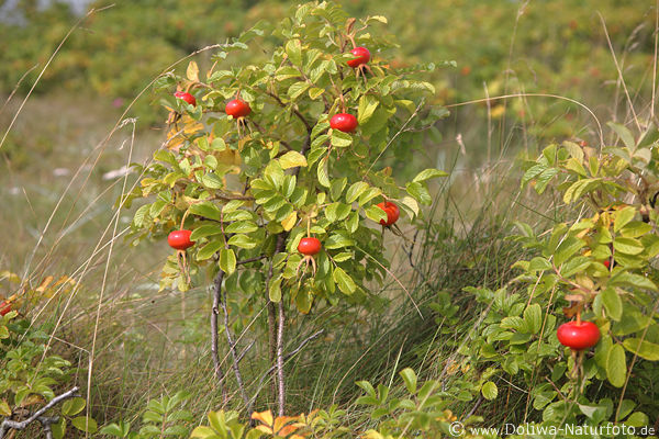 Kartoffelrose rote Beeren Foto Strauch Grnbltter Rotfrchte