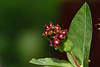 706186_ Geiblatt Serotina Florida Beerenstand Foto Lonicera periclymenum Kletterpflanze Beeren am Blatt