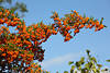 Sanddornzweig voll Beeren orangefarbige Frchte am Himmel