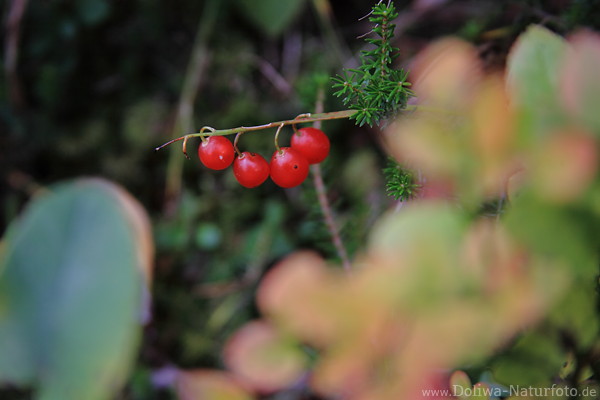 Schneeball Rotfrchte Beeren Rotkugeln Naturfoto hinter Blttern