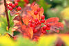 Schneeball-Beeren Foto in Herbstblttern Geiblattgewchs kleine Rotfrchte