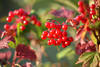 Schneeball Rotkugeln rote Beeren Dolden Kleinfrchte Vielzahl in Herbstblttern