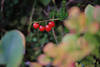 Schneeball Rotfrchte Beeren Rotkugeln Naturfoto hinter Blttern in Unschrfe verwischt