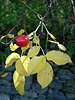 Hagebutte Beere Frucht Foto & gelbe Blätter der Hundsrose Rosa canina