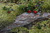 Preiselbeeren Fotos: Vaccinium vitis-idaea rote Wildbeeren Früchte über Moos am Felsboden in Bergland