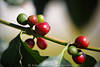 Kaffeefrucht Rotbeere Bild leuchtende Rotsamen unreife Bohnen am Strauchstil Foto