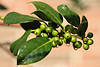 Grünbeeren Foto am Blätterzweig Ilex Nahaufnahme unreife Früchte Bild der Stechpalme