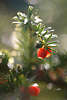 Eibe Nadelzweig mit rotleuchtenden Beeren + grüne Frucht-Eichel Kunstfoto immergrüner Giftpflanze in Sonnenreflexen