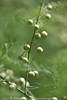 1204480_Spargelfrucht Grnbeeren Foto Strauchtrieb Spross Grnkugeln Makrobild