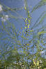 Asparagus filigrane Spargelfeder grüne Beeren  Foto Blattwerk Triebe am Himmel unreife Früchte Bild