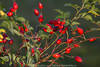 Hainrose Foto rote Beeren wilde Heilpflanze Rosa canina Früchte am Dornenstrauch