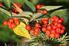 Zwergvogelbeere Aronia arbutifolia rote Beerenfrüchte