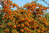 Sanddorn-Heilbeeren orangefarbige Rundfrüchte üppig dicht am Strauch leuchten