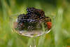 Brombeeren im Glas Rubus fruticosus in Graszungen reifes schwarzes Obst