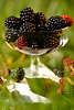 Blackberries-cup fruits photo, Eats sweet food picture, Rubus fruticosus Brombeeren