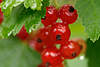 Johannisbeeren Rotfrüchte Foto Rotkugeln saures Obst nass, reifend in Strauchblätter