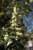 Lorbeerbaumzweig Bltenzweig Foto Blmchen Rispe Lorbeerbltter Laurus nobilis Bltezeit-Bild