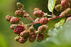 Brombeerenzweig Sammelfrucht  mit Steinfrüchten in Blätter