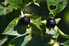Tollkirschen Atropa belladonna schwarze Beeren Foto, Giftpflanze Frucht auf Blätterstern