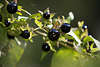 Tollkirsche Beerenzweig Foto, Pazzamente-cherries, Madly-cherries, Atropa belladonna giftige Schwarzbeere