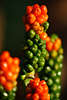 Italieniescher Aronstab Arum italium rot-grün Beeren Fotos am Stab Fruchtstab Bild
