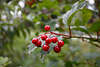 Schneeball-Beeren kugelige Rotfrüchte Viburnum opulus Naturfoto Snowball