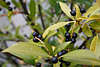 Lorbeer Laurus nobilis ledrige Blätter mit schwarzen Beeren