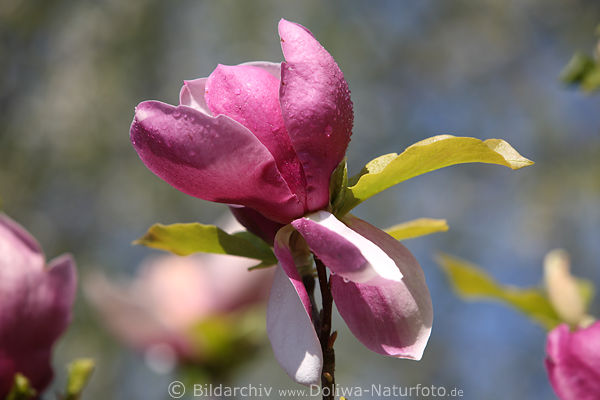 Magnolienblte Tulpenbaumblte