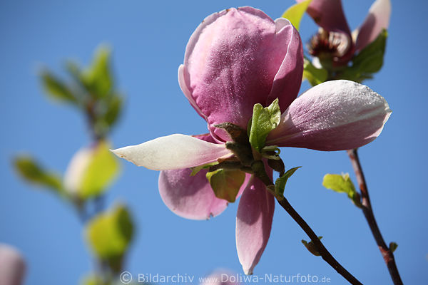 Magnolie Frhlingsblte Grossfoto vom Tulpenbaum