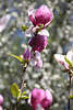 Magnolienblten Fotokunst am weissem Hintergrund
