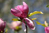 Magnolienblte Foto Tulpenbaum Frhjahrsblte Bild Magnolia Liriodendron tulipifera