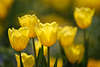 Tulpeblten gelbe Frhlingsblumen Zwiebelpflanzen