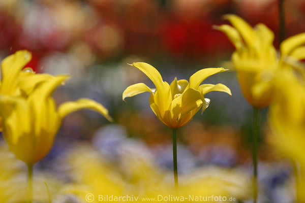 Tulpe-Blte Fotokunst gelb schn blhendes Liliengewchs