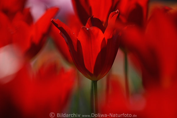 Rote Tulpe Makrowelt Fotokunst Zwiebelpflanze in Rottulpenwald
