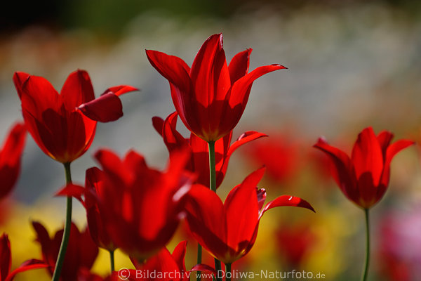 Rote Tulpenblten Fotokunst Rottulpe Makrobild Rabatte blhende Flora